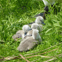 Buy canvas prints of Four Cygnets Few Days Old by Ursula Keene