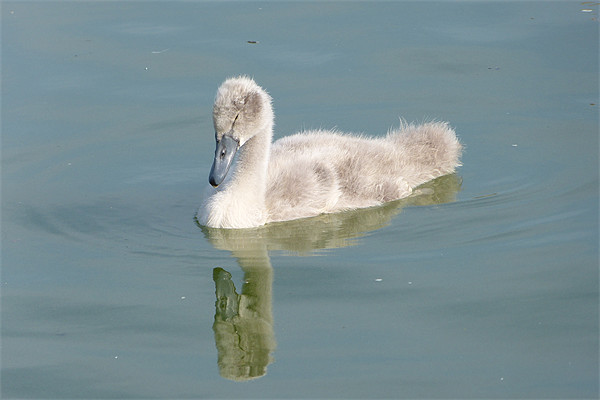 Reflective Cygnet  on Days Ahead Picture Board by Ursula Keene