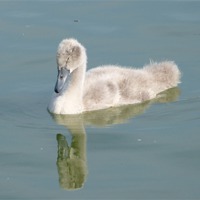 Buy canvas prints of Reflective Cygnet  on Days Ahead by Ursula Keene