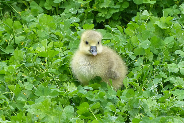 Lucky Little Gosling Picture Board by Ursula Keene