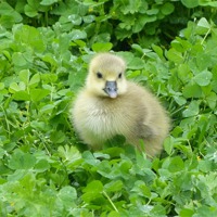 Buy canvas prints of Lucky Little Gosling by Ursula Keene