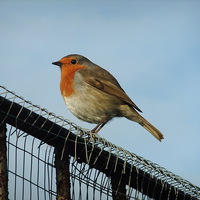 Buy canvas prints of Robin Redbreast by Ursula Keene