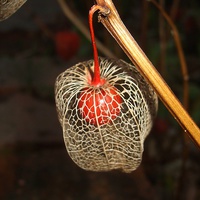 Buy canvas prints of A Chinese Lantern by Ursula Keene