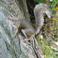 Buy canvas prints of Curious Grey Squirrel by Ursula Keene
