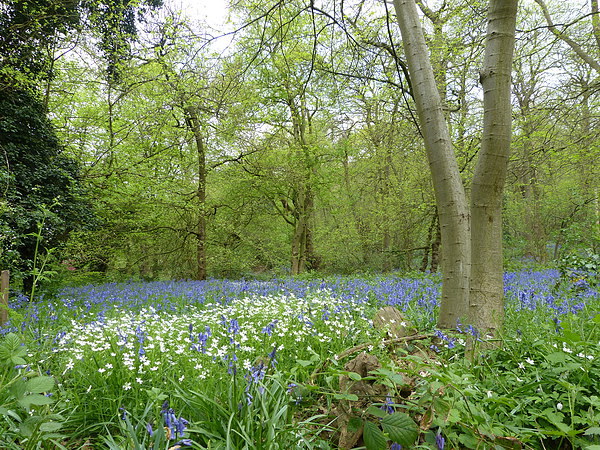 Anemone & Bluebell Woodlands Picture Board by Ursula Keene