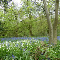 Buy canvas prints of Anemone & Bluebell Woodlands by Ursula Keene