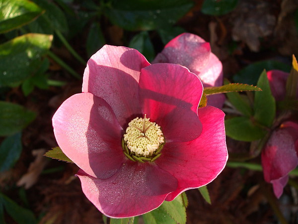 Sunlit Pink Hellebore Picture Board by Ursula Keene