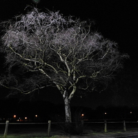 Buy canvas prints of Night Time Downy Birch Tree by Ursula Keene