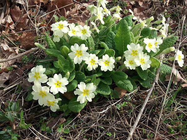 Primroses in the Wild Picture Board by Ursula Keene