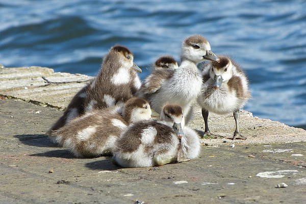 Egyptian Goose Goslings Picture Board by Ursula Keene