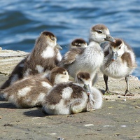 Buy canvas prints of Egyptian Goose Goslings by Ursula Keene