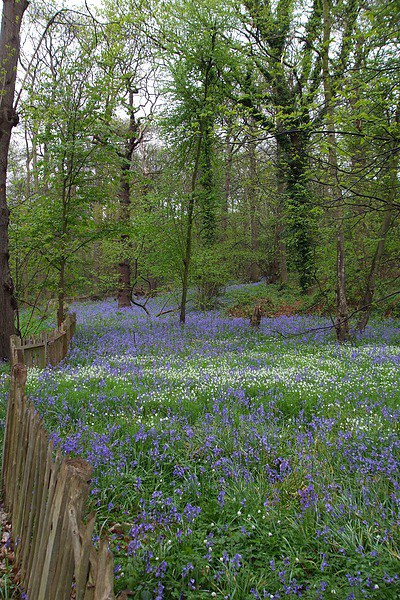 Bluebell Woodland Wanders Picture Board by Ursula Keene