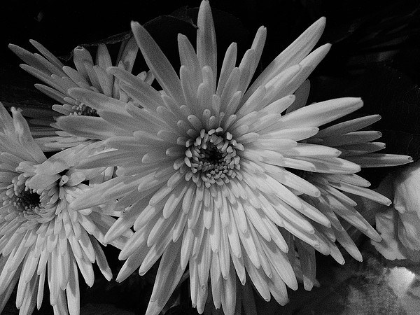 White Chrysanthemum Picture Board by Ursula Keene