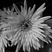 Buy canvas prints of White Chrysanthemum by Ursula Keene