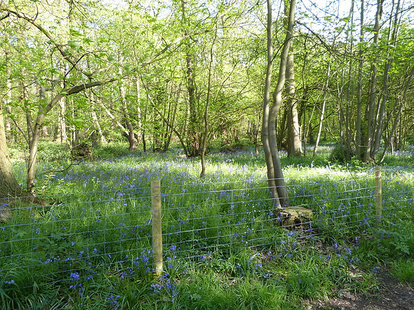 Bluebells amongst the Trees Picture Board by Ursula Keene