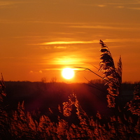Buy canvas prints of REED SUNSET by Ursula Keene