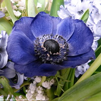 Buy canvas prints of Blue Anemone flower by Ursula Keene