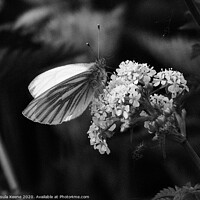 Buy canvas prints of Green Veined butterfly   by Ursula Keene