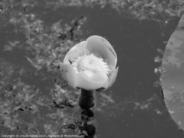 Water lily in black and white Picture Board by Ursula Keene