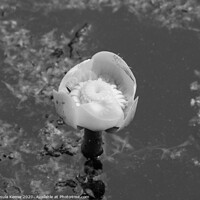 Buy canvas prints of Water lily in black and white by Ursula Keene