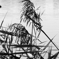 Buy canvas prints of Grain effect reeds by Ursula Keene
