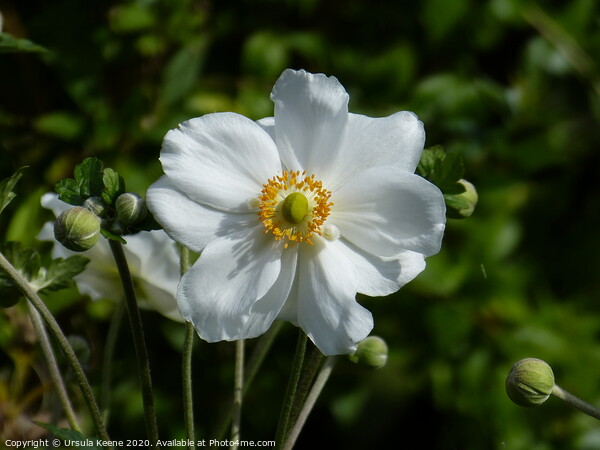 Japanese anemone white Picture Board by Ursula Keene