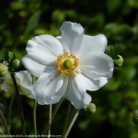 Buy canvas prints of Japanese anemone white by Ursula Keene