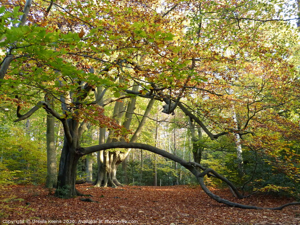 Autumnal Walk at Keston Ponds Kent Picture Board by Ursula Keene
