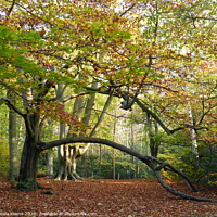 Buy canvas prints of Autumnal Walk at Keston Ponds Kent by Ursula Keene