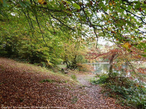 Walk by Keston Ponds in the autumn Picture Board by Ursula Keene