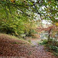 Buy canvas prints of Walk by Keston Ponds in the autumn by Ursula Keene
