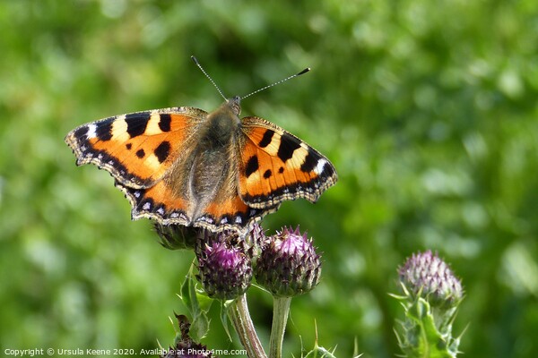 Small Tortoiseshell Butterfly Picture Board by Ursula Keene