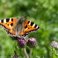 Buy canvas prints of Small Tortoiseshell Butterfly by Ursula Keene