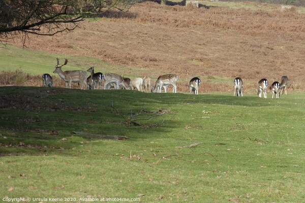 Herd of fallow deer at Knole Park Kent Picture Board by Ursula Keene