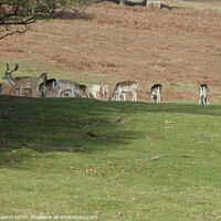 Buy canvas prints of Herd of fallow deer at Knole Park Kent by Ursula Keene