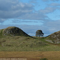 Buy canvas prints of Sycamore Gap Tree by Ursula Keene