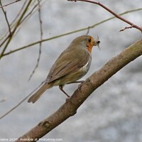 Buy canvas prints of Robin Redbreast with dinner  by Ursula Keene