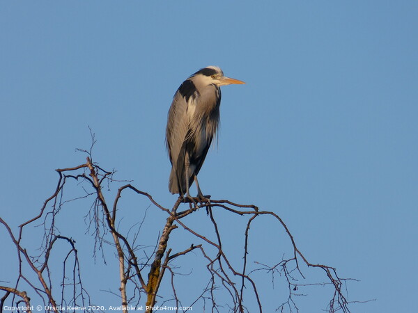 Heron perched in top of a silver birch tree  Picture Board by Ursula Keene