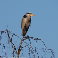 Buy canvas prints of Heron perched in top of a silver birch tree  by Ursula Keene