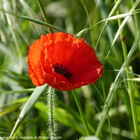 Buy canvas prints of Poppy 