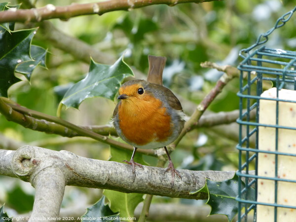 Cheeky robin in parents garden  Picture Board by Ursula Keene