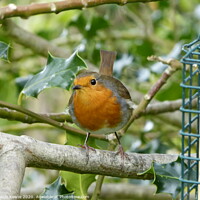 Buy canvas prints of Cheeky robin in parents garden  by Ursula Keene
