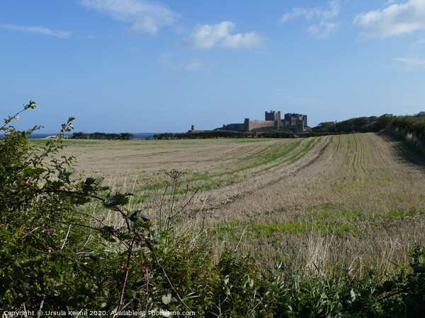 My first view of Bamburgh Castle  Picture Board by Ursula Keene