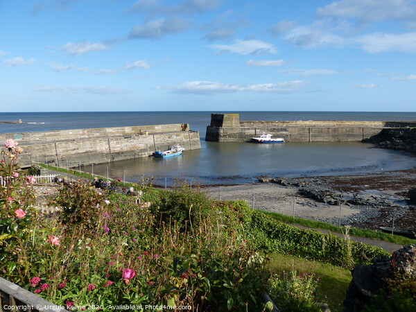 Craster harbour Picture Board by Ursula Keene
