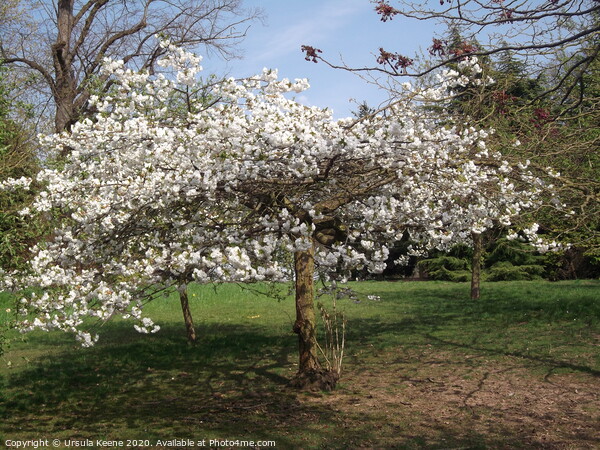 Apple blossom in Kent Picture Board by Ursula Keene