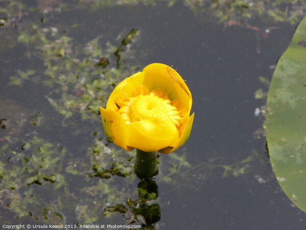 Yellow water lily Picture Board by Ursula Keene