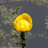 Buy canvas prints of Yellow water lily by Ursula Keene
