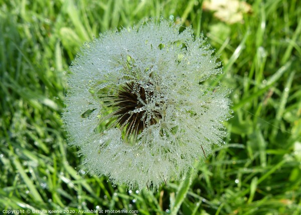 Frozen wishes on a dandelion Picture Board by Ursula Keene