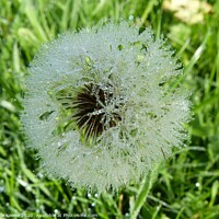 Buy canvas prints of Frozen wishes on a dandelion by Ursula Keene