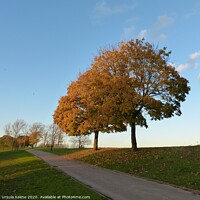 Buy canvas prints of November trees by Ursula Keene